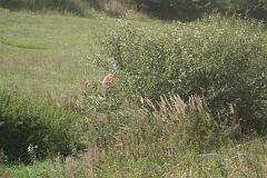 Enduro Opařany 30.08.2008 (250)